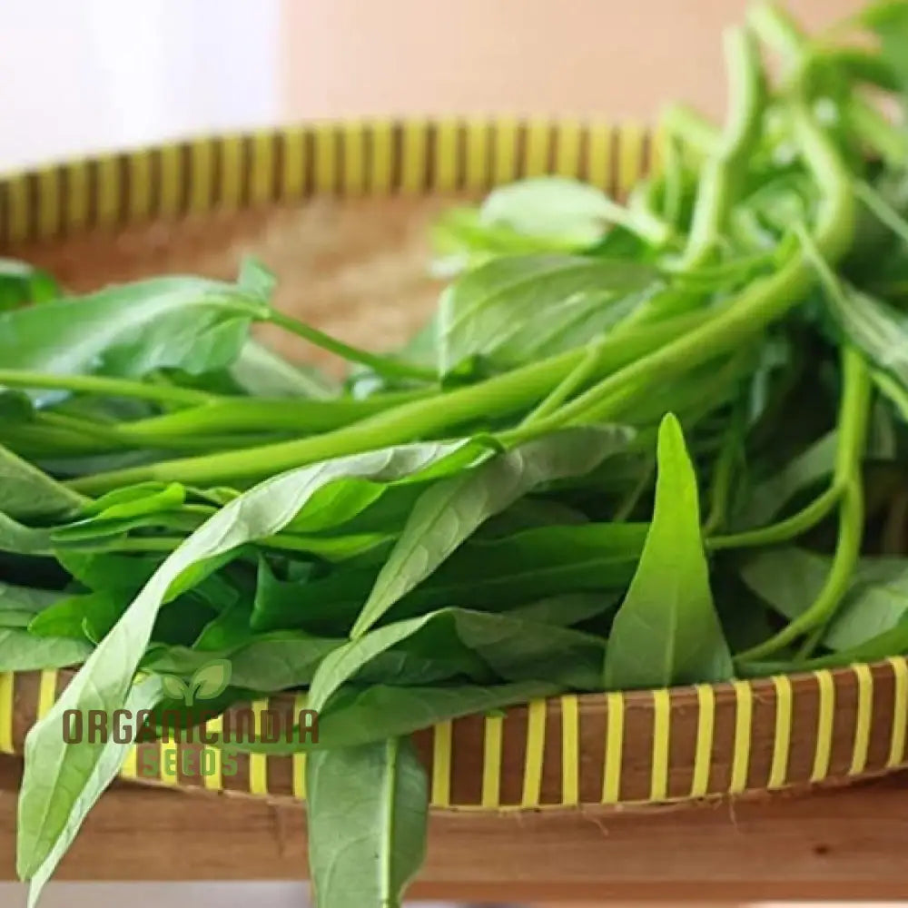 Kangkong - Water Spinach Bamboo Leaf Seeds For Planting And Gardening