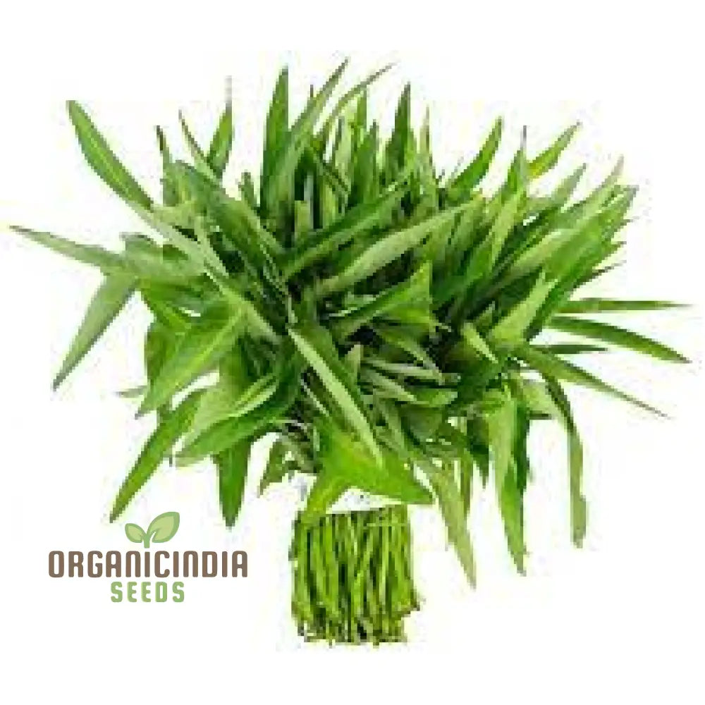 Kangkong - Water Spinach Bamboo Leaf Seeds For Planting And Gardening