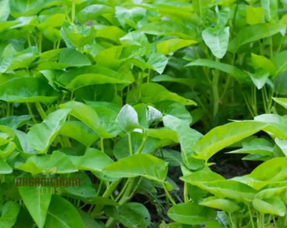 Kangkong - Water Spinach White Stem Seeds For Planting And Gardening