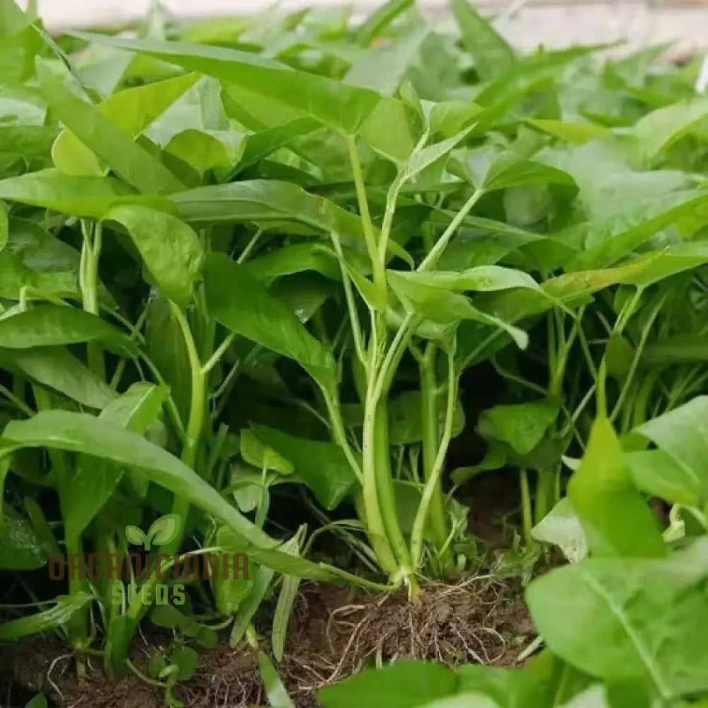 Kangkong - Water Spinach White Stem Seeds For Planting And Gardening