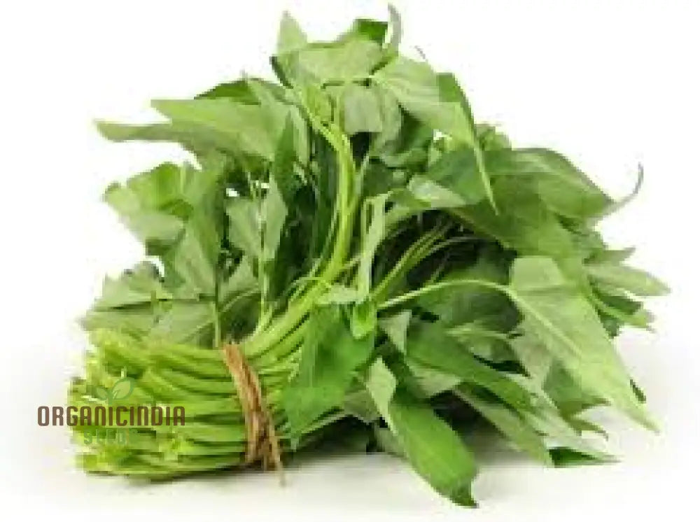 Kangkong - Water Spinach White Stem Seeds For Planting And Gardening