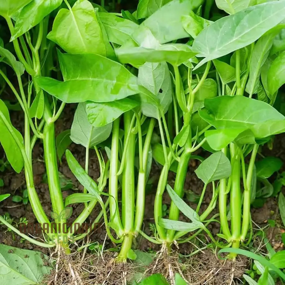 Kangkong - Water Spinach White Stem Seeds For Planting And Gardening