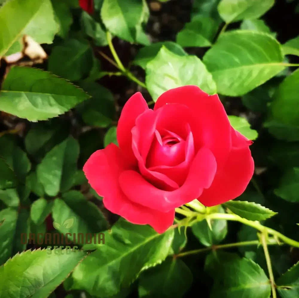 Kashmir Dark Red Rose Flower Seeds Expert Planting And Gardening Guide For Stunning Blooms