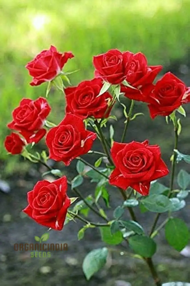 Kashmir Dark Red Rose Flower Seeds Expert Planting And Gardening Guide For Stunning Blooms