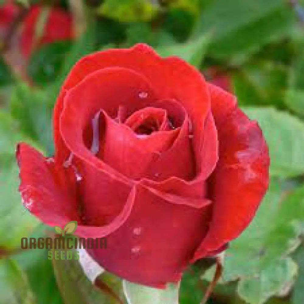 Kashmir Dark Red Rose Flower Seeds Expert Planting And Gardening Guide For Stunning Blooms