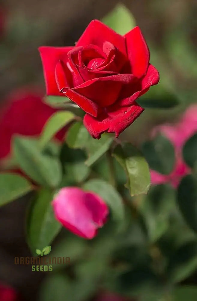 Kashmir Dark Red Rose Flower Seeds Expert Planting And Gardening Guide For Stunning Blooms