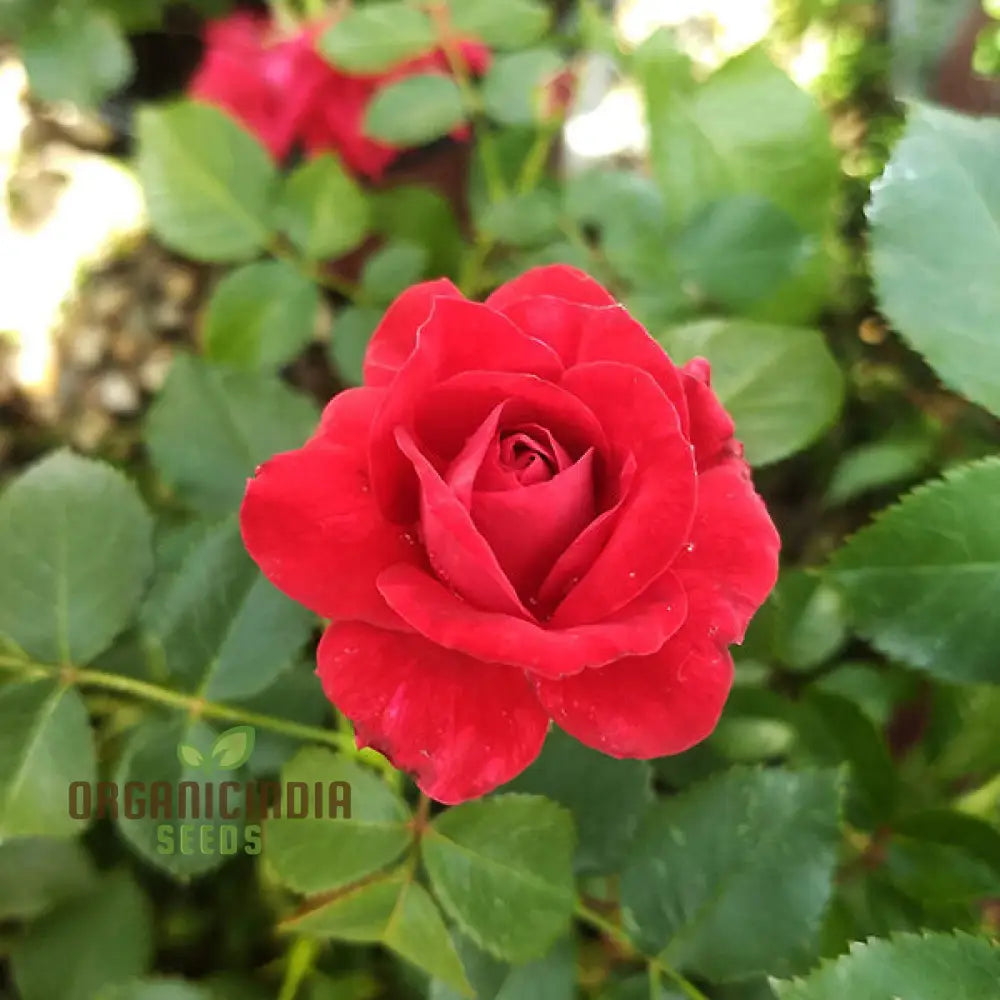 Kashmir Dark Red Rose Flower Seeds Expert Planting And Gardening Guide For Stunning Blooms