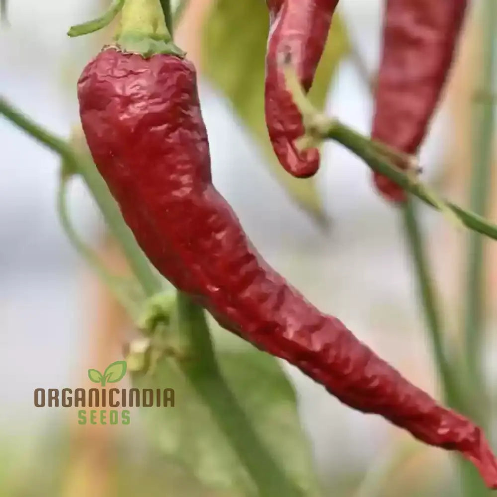 Kashmiri Mirchi Chili Seeds For Planting And Gardening - Organic Seed Quality