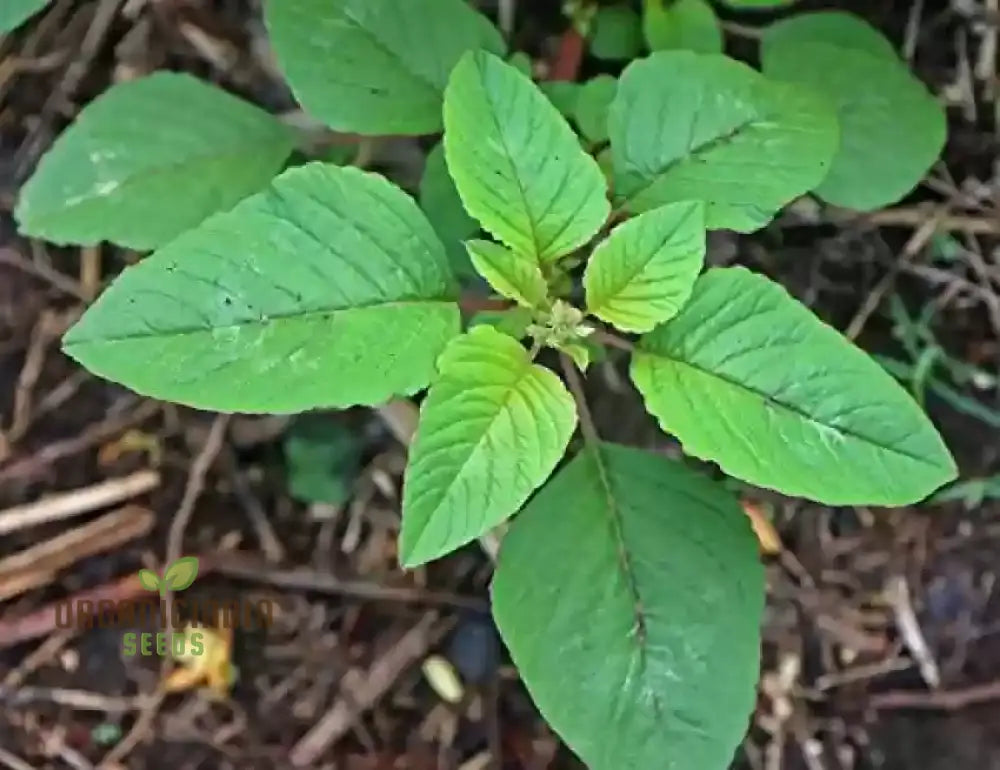 Kashmiri Saag Seeds For Planting – Heirloom Quality Your Garden