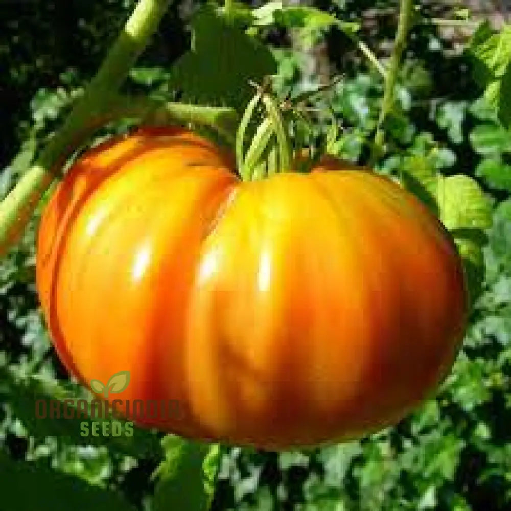 Kellogg’s Breakfast Tomato Seeds For Gardening - Premium Quality