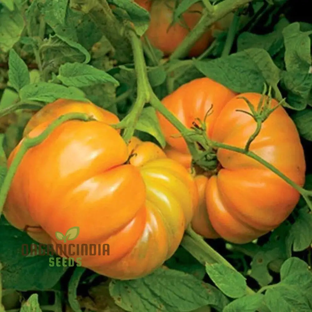 Kellogg’s Breakfast Tomato Seeds For Gardening - Premium Quality