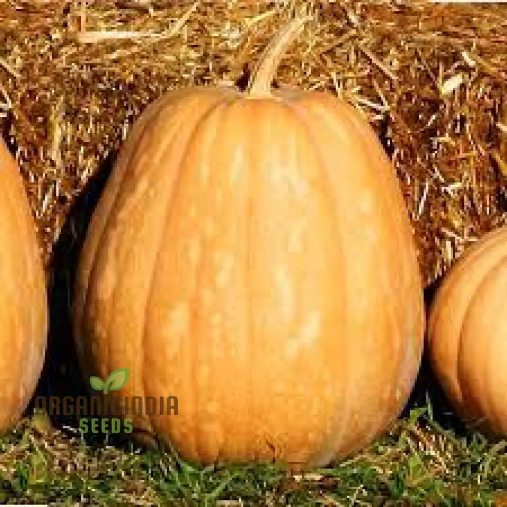 Kentucky Field Pumpkin Seeds - Perfect For Gardening | Premium Quality