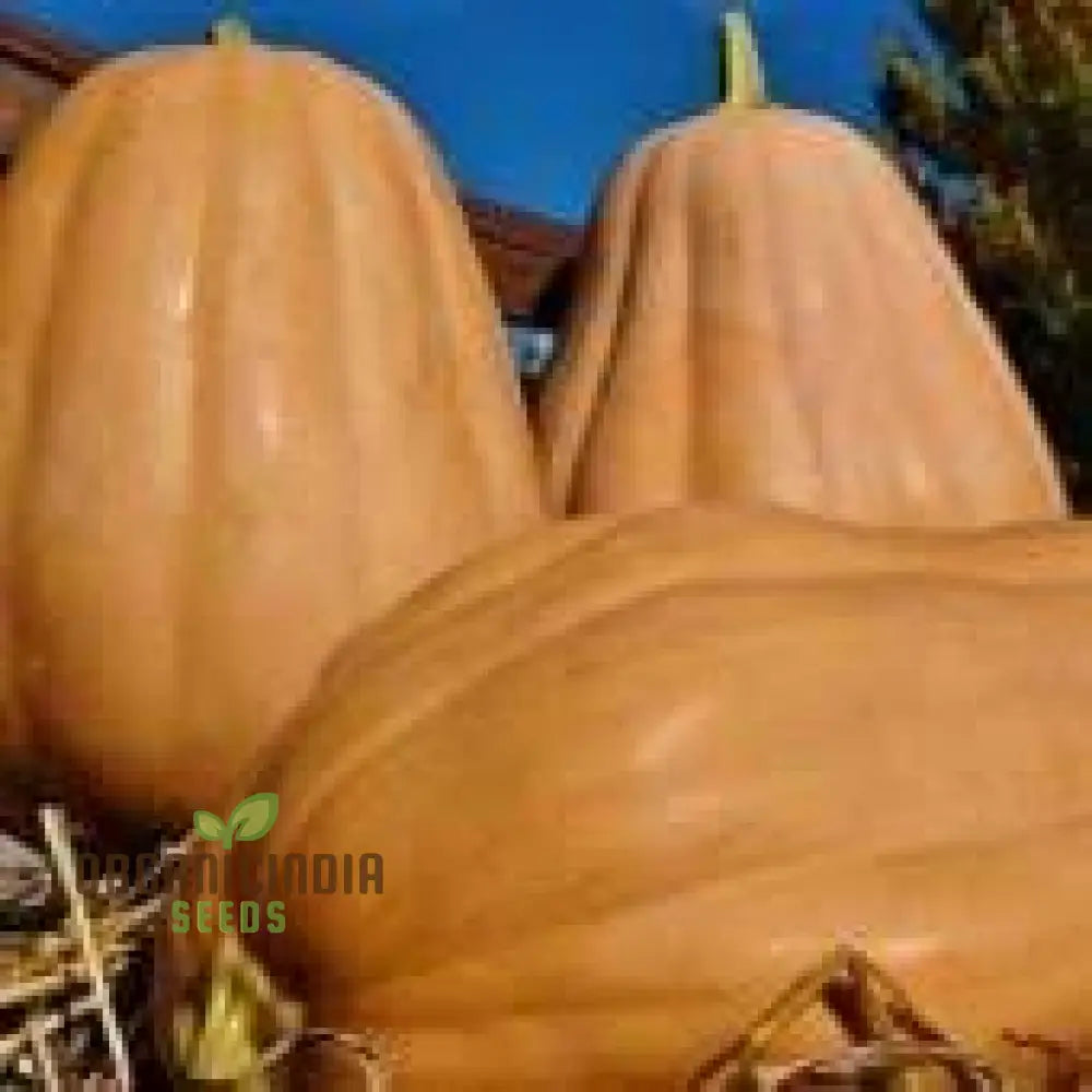 Kentucky Field Pumpkin Seeds - Perfect For Gardening | Premium Quality