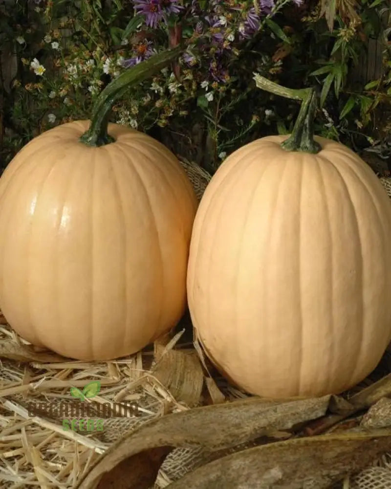 Kentucky Field Pumpkin Seeds - Perfect For Gardening | Premium Quality