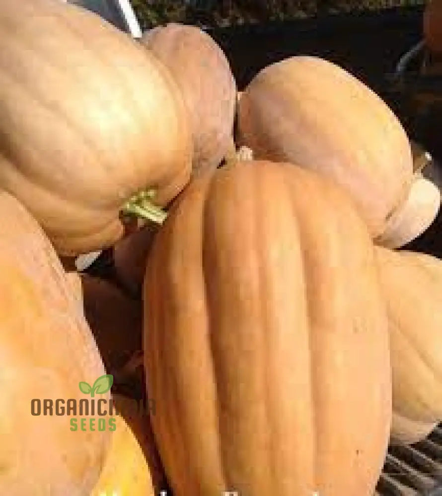 Kentucky Field Pumpkin Seeds - Perfect For Gardening | Premium Quality