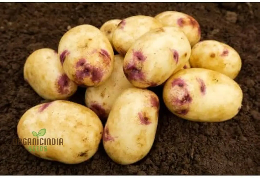 Kestrel Potato Vegetable Seeds High Yielding Disease-Resistant For Home Gardens And Farms