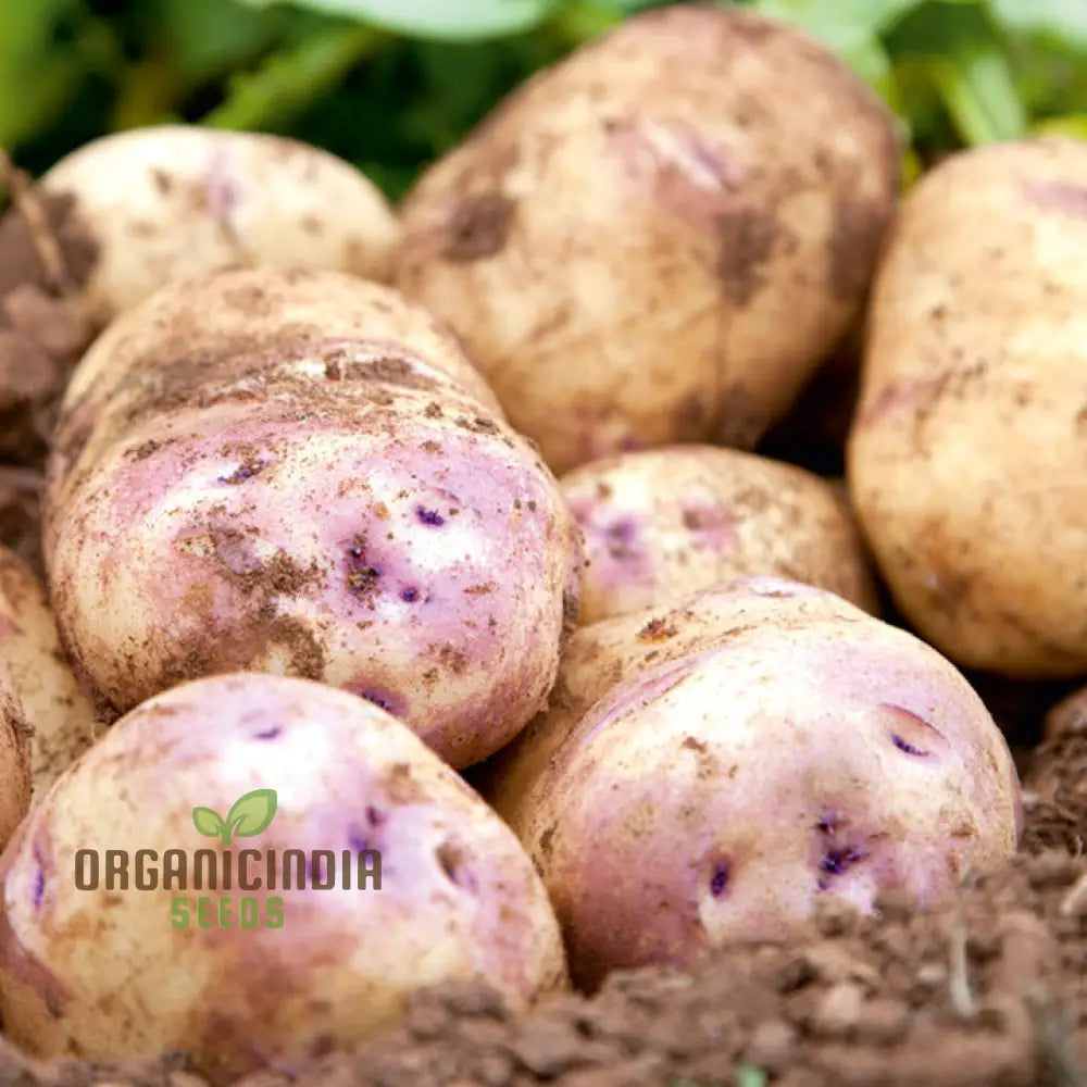 Kestrel Potato Vegetable Seeds High Yielding Disease-Resistant For Home Gardens And Farms