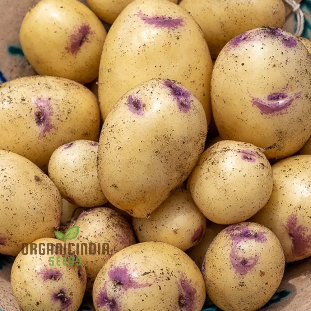 Kestrel Potato Vegetable Seeds High Yielding Disease-Resistant For Home Gardens And Farms