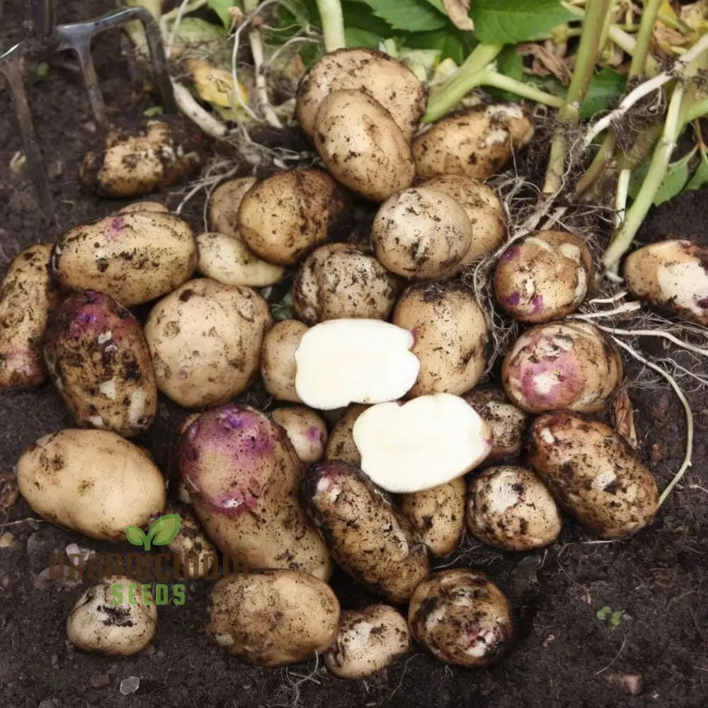 Kestrel Potato Vegetable Seeds High Yielding Disease-Resistant For Home Gardens And Farms