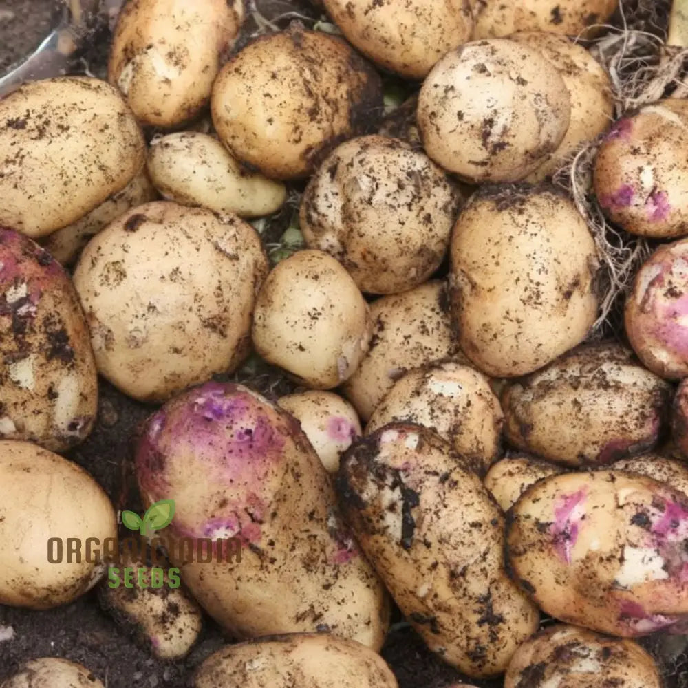 Kestrel Potato Vegetable Seeds High Yielding Disease-Resistant For Home Gardens And Farms