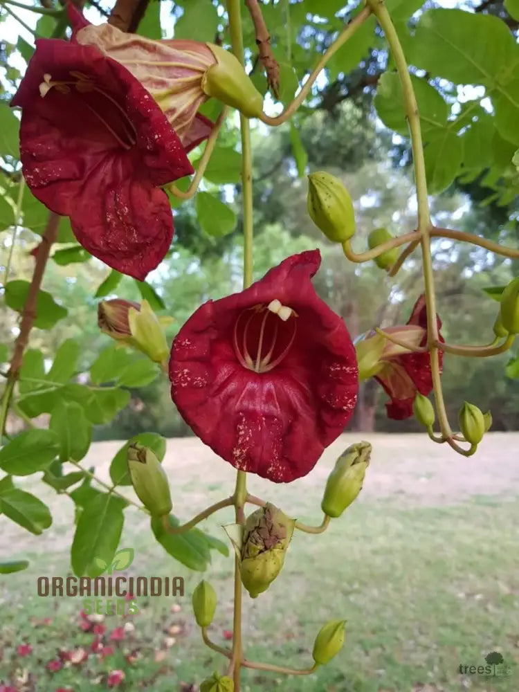 Kigelia Africana Seeds – Enhance Your Gardening Experience With Exotic For Unique And Ornamental