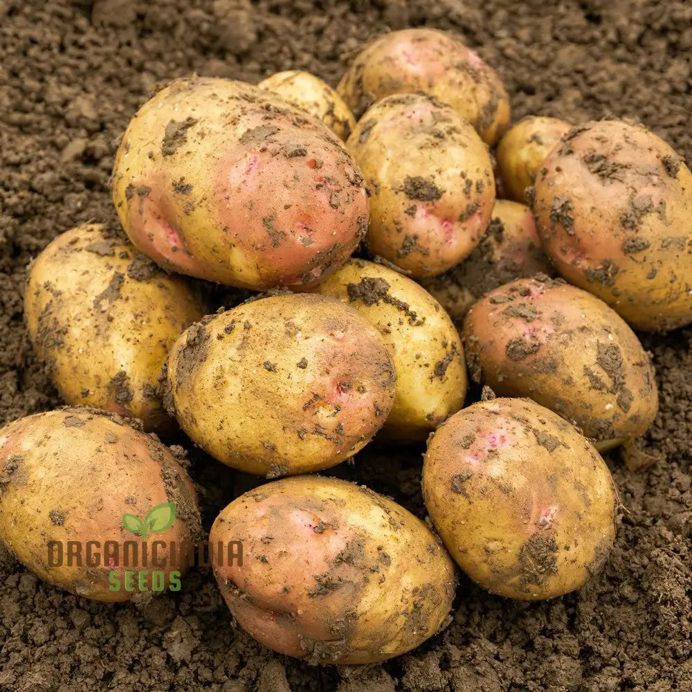 King Edward Potato Seed: Cultivated For Superior Gardening Success And Bountiful Harvests