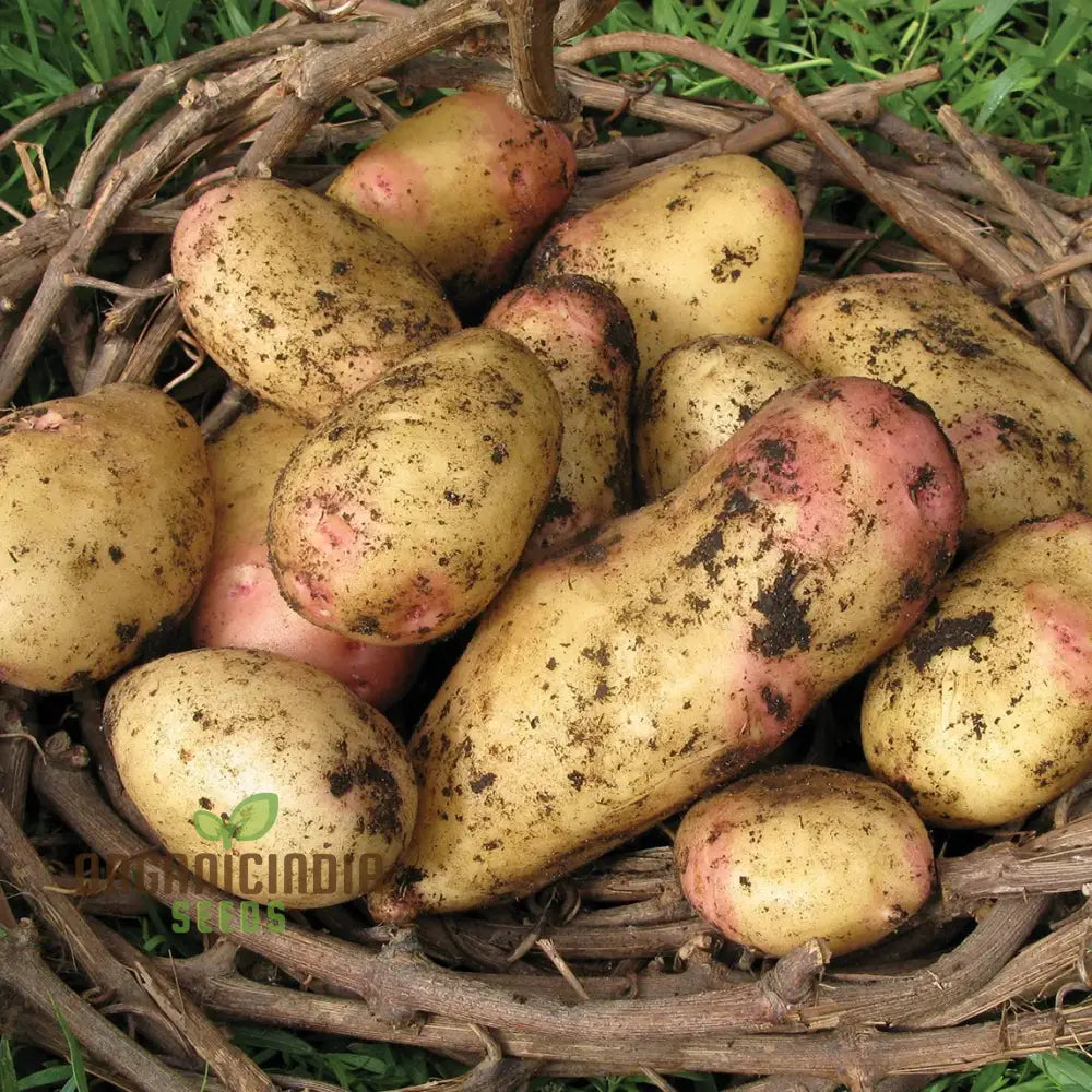 King Edward Potato Seed: Cultivated For Superior Gardening Success And Bountiful Harvests