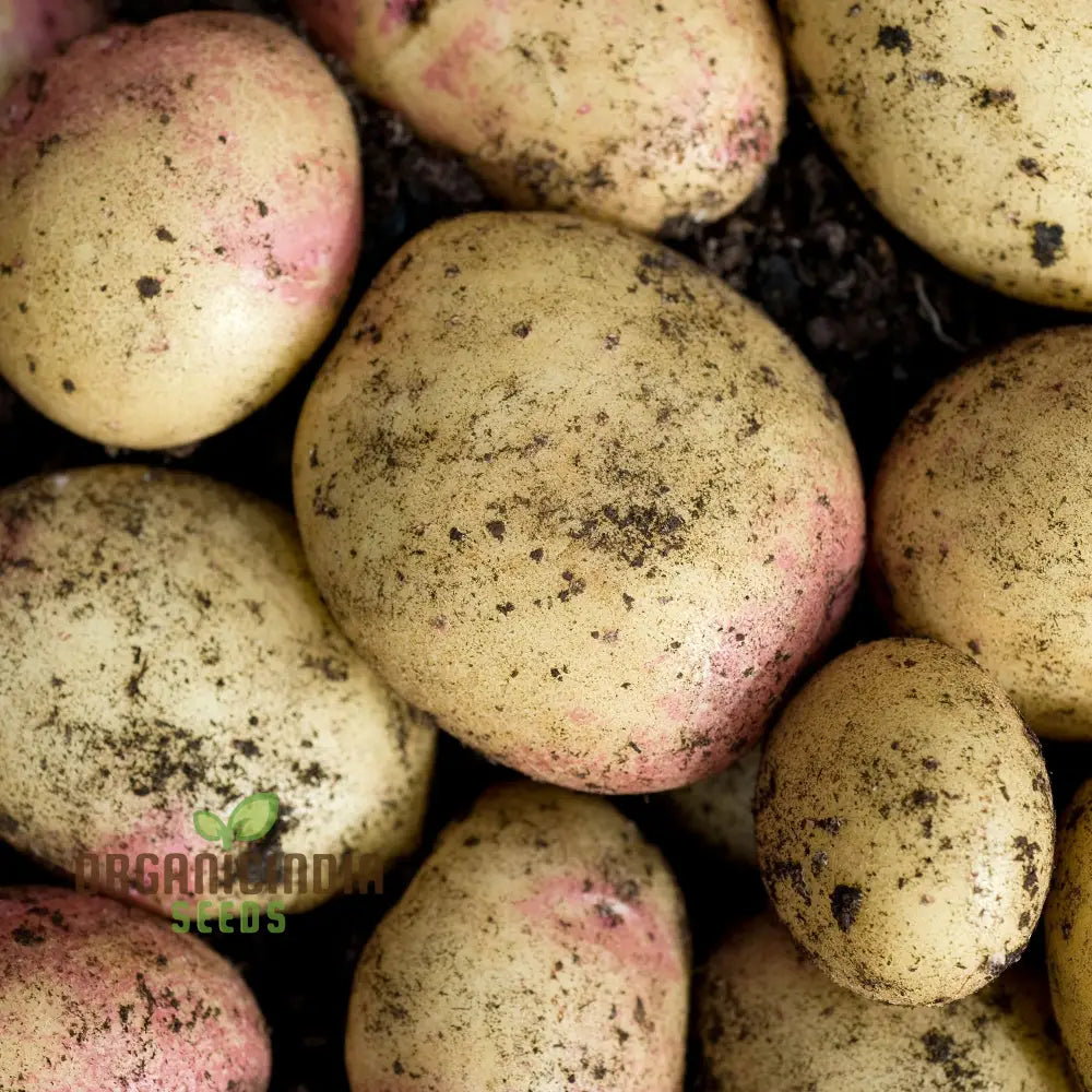 King Edward Potato Seed: Cultivated For Superior Gardening Success And Bountiful Harvests