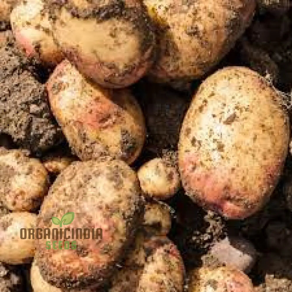 King Edward Potato Seed: Cultivated For Superior Gardening Success And Bountiful Harvests