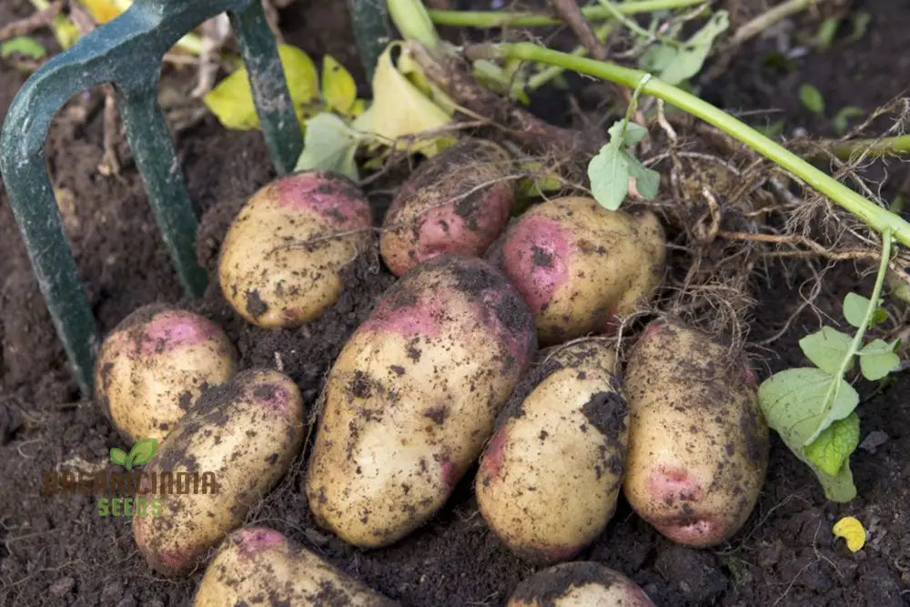 King Edward Potato Seed: Cultivated For Superior Gardening Success And Bountiful Harvests