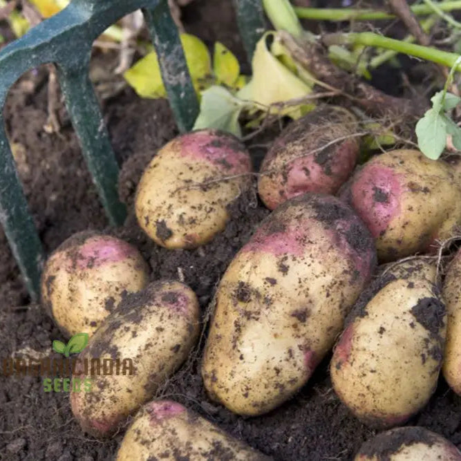 King Edward Potato Seed: Cultivated For Superior Gardening Success And Bountiful Harvests