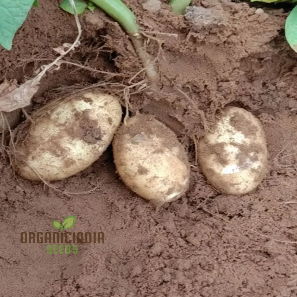 King Edward Potato Seeds - Grow Your Own Classic And Flavorful Potatoes