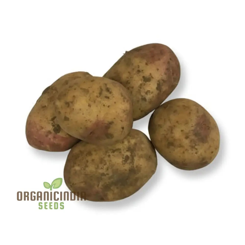 King Edward Potato Seeds - Grow Your Own Classic And Flavorful Potatoes