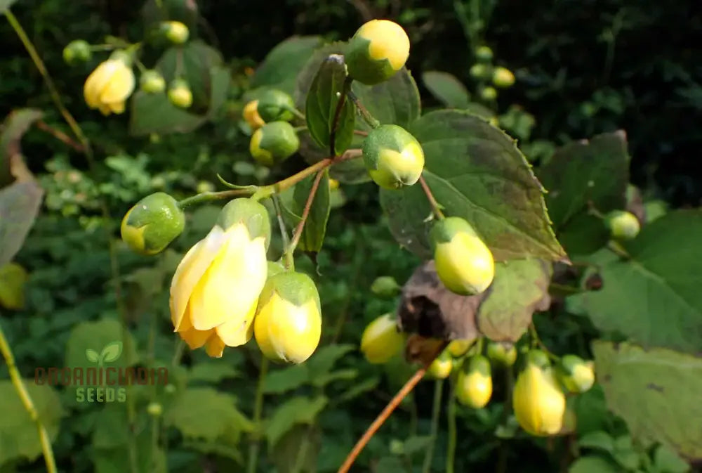 Kirengeshoma Palmata Seeds – Cultivate Exquisite Beauty And Tranquility In Your Outdoor Space!