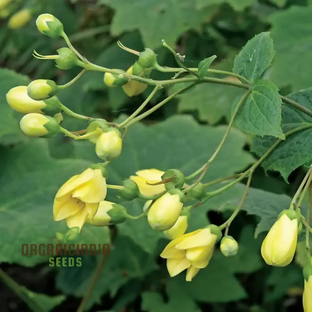 Kirengeshoma Palmata Seeds – Cultivate Exquisite Beauty And Tranquility In Your Outdoor Space!