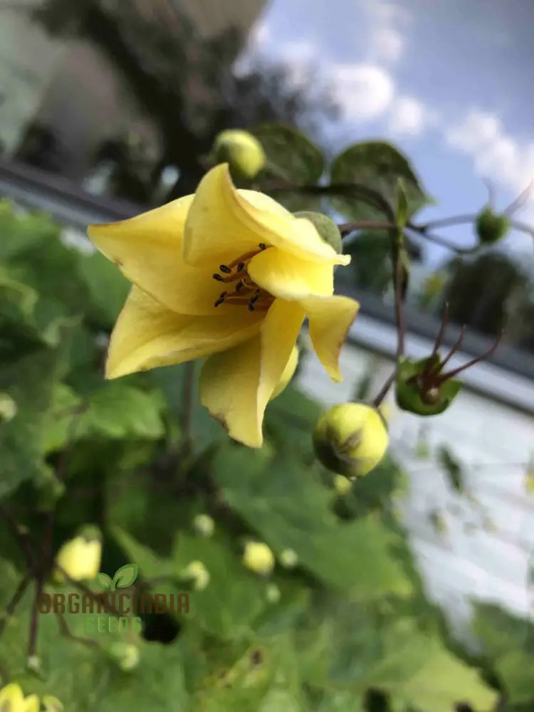 Kirengeshoma Palmata Seeds – Cultivate Exquisite Beauty And Tranquility In Your Outdoor Space!