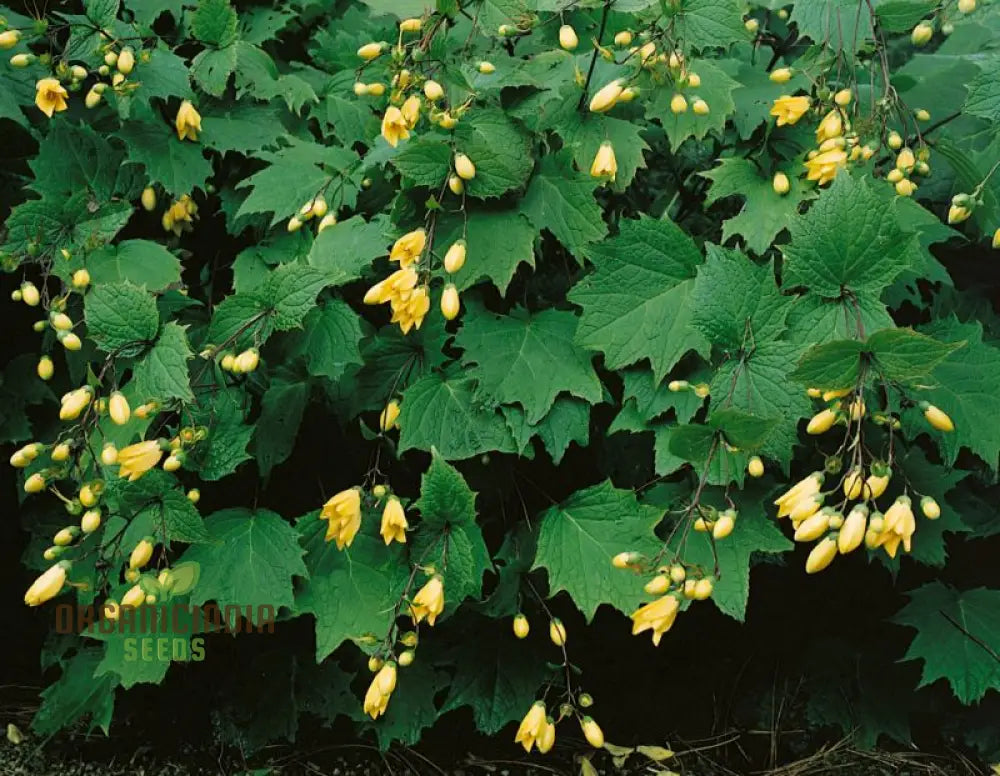 Kirengeshoma Palmata Seeds – Cultivate Exquisite Beauty And Tranquility In Your Outdoor Space!