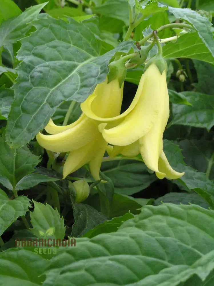 Kirengeshoma Palmata Seeds – Cultivate Exquisite Beauty And Tranquility In Your Outdoor Space!