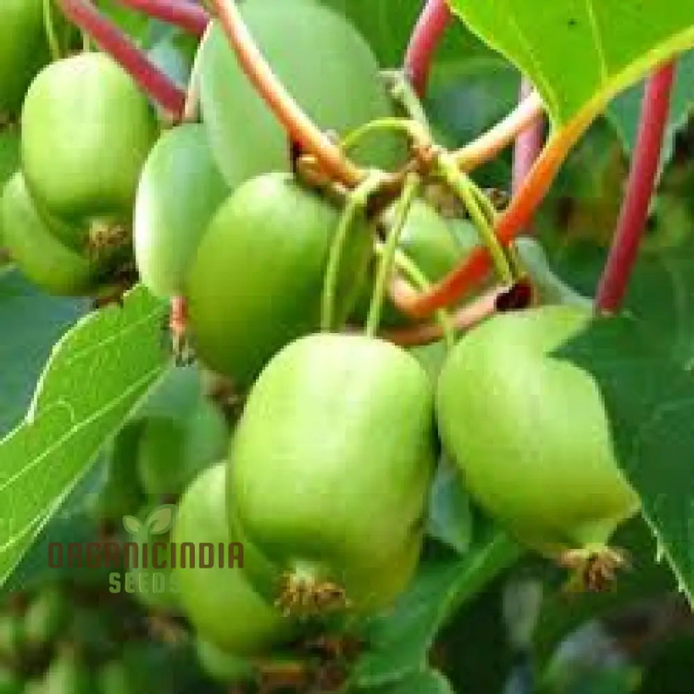 Kiwi Berry (Actinidia Arguta) Seeds For Gardening Enthusiasts | Grow Your Own Hardy Vine At Home