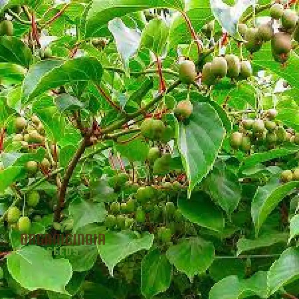 Kiwi Berry (Actinidia Arguta) Seeds For Gardening Enthusiasts | Grow Your Own Hardy Vine At Home