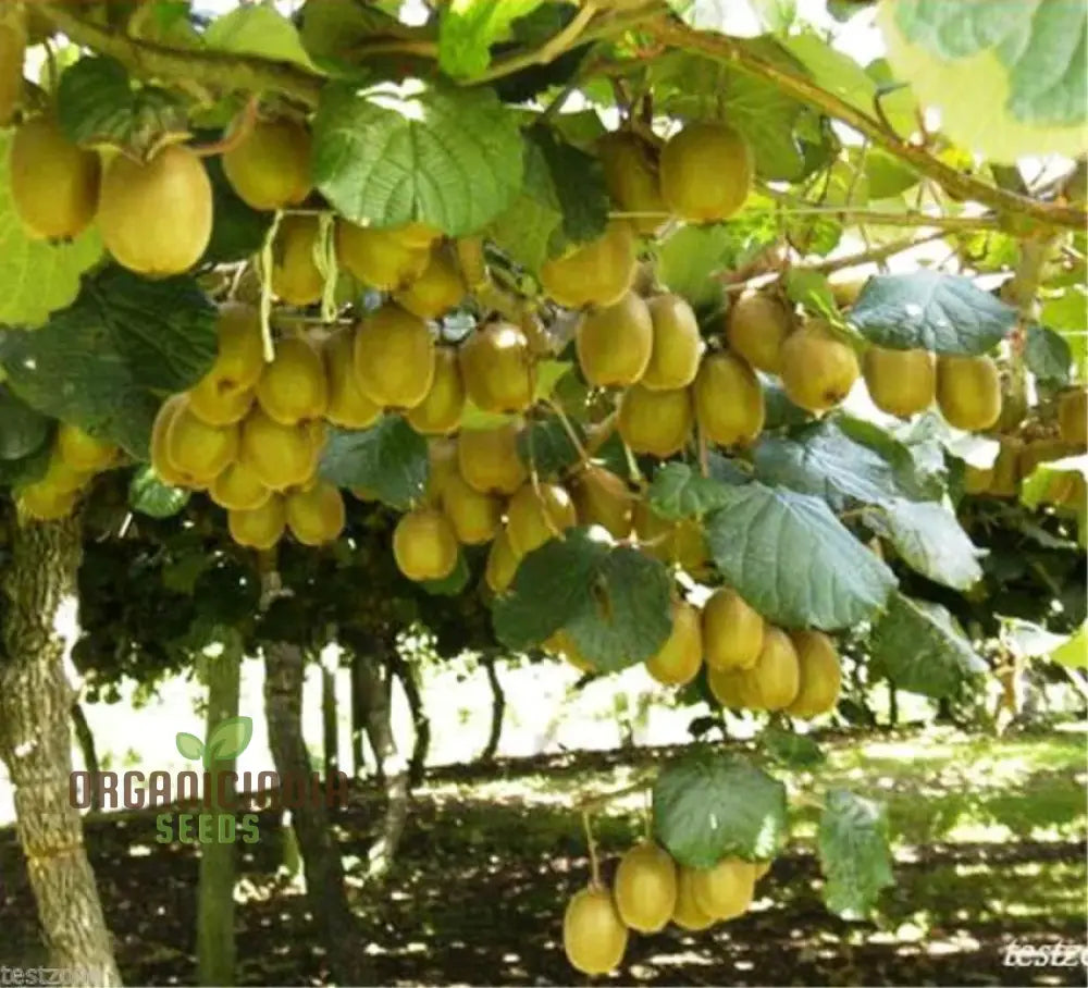 Kiwi Fruit Golden Seeds For Vibrant Gardening Enthusiasts: High-Quality Your Lush Garden