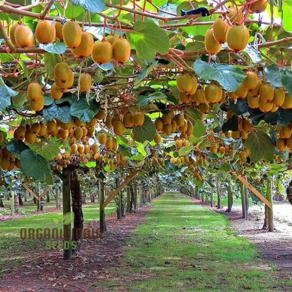 Kiwi Fruit Golden Seeds For Vibrant Gardening Enthusiasts: High-Quality Your Lush Garden