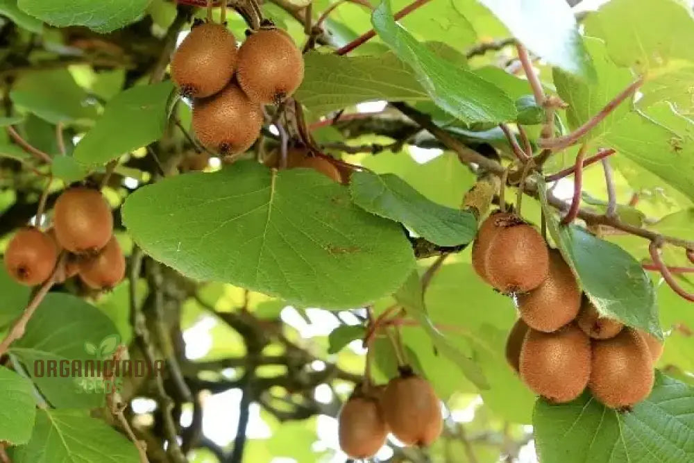 Kiwi Fruit Golden Seeds For Vibrant Gardening Enthusiasts: High-Quality Your Lush Garden