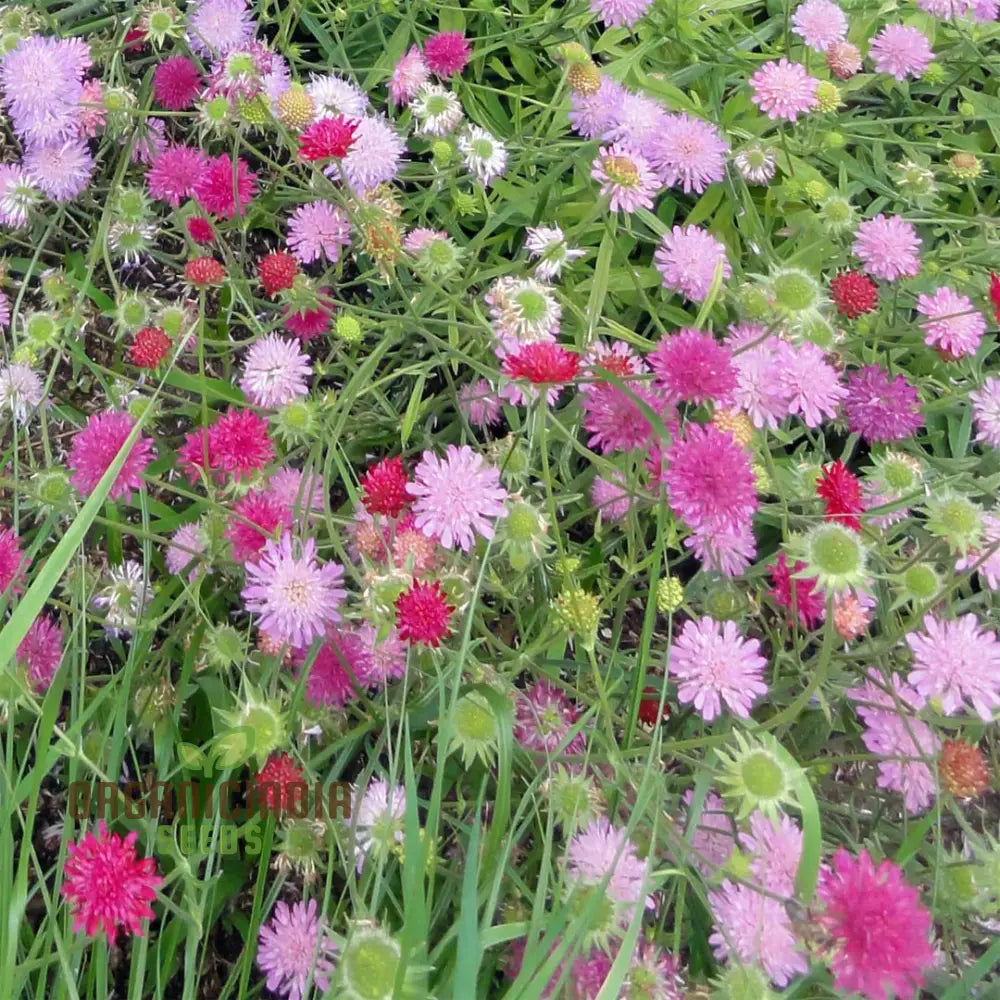 Knautia Melton Pastels Flower Seeds For Planting: Exquisite Garden Delights For Your Blooming