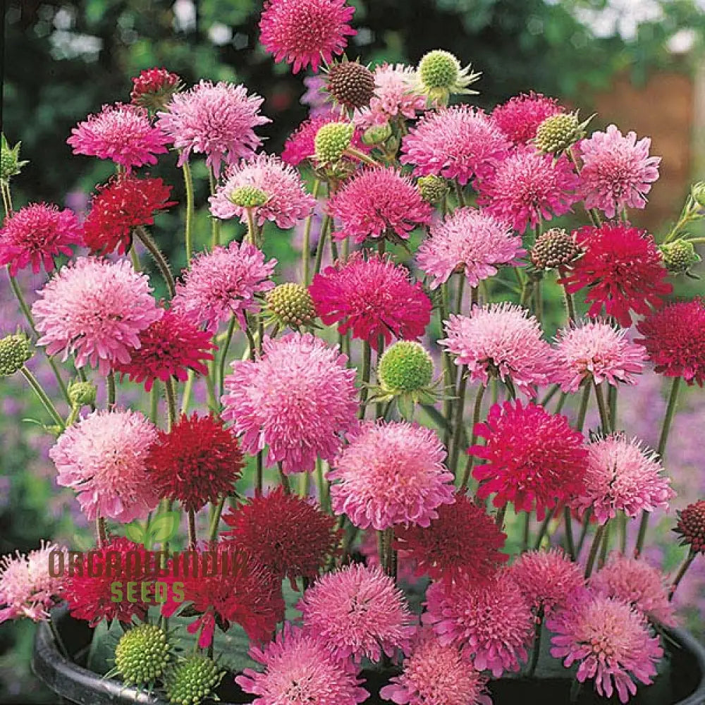 Knautia Melton Pastels Flower Seeds For Planting: Exquisite Garden Delights For Your Blooming