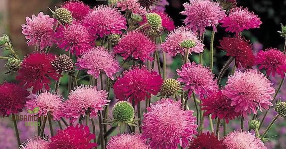 Knautia Melton Pastels Flower Seeds For Planting: Exquisite Garden Delights For Your Blooming