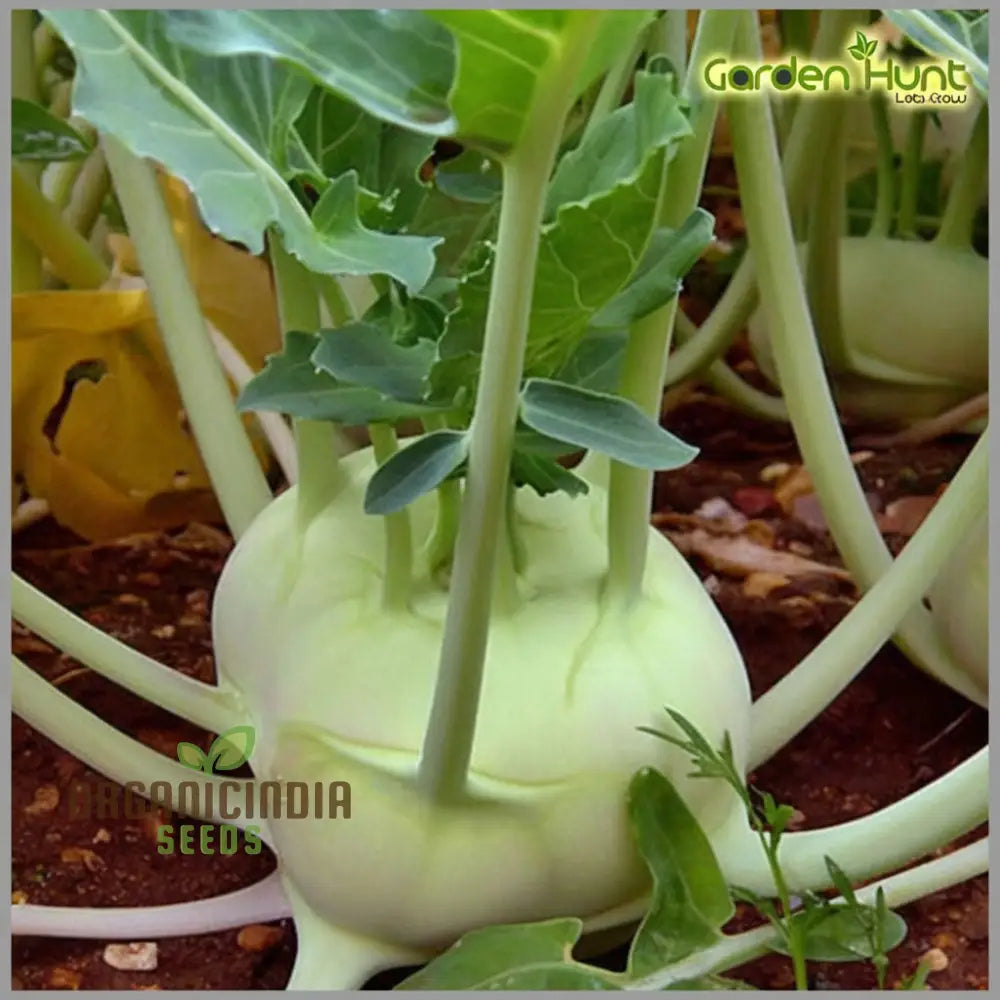 Knol Khol White Desi Vegetable Seeds - Cultivate Crisp And Nutritious Kohlrabi