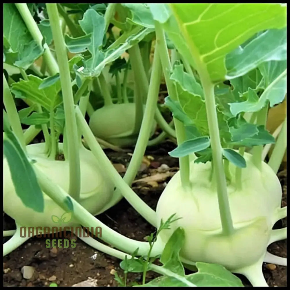 Knol Khol White Desi Vegetable Seeds - Cultivate Crisp And Nutritious Kohlrabi