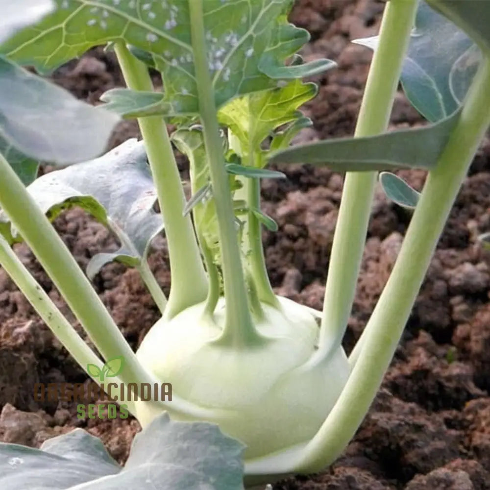 Knol Khol White Desi Vegetable Seeds - Cultivate Crisp And Nutritious Kohlrabi