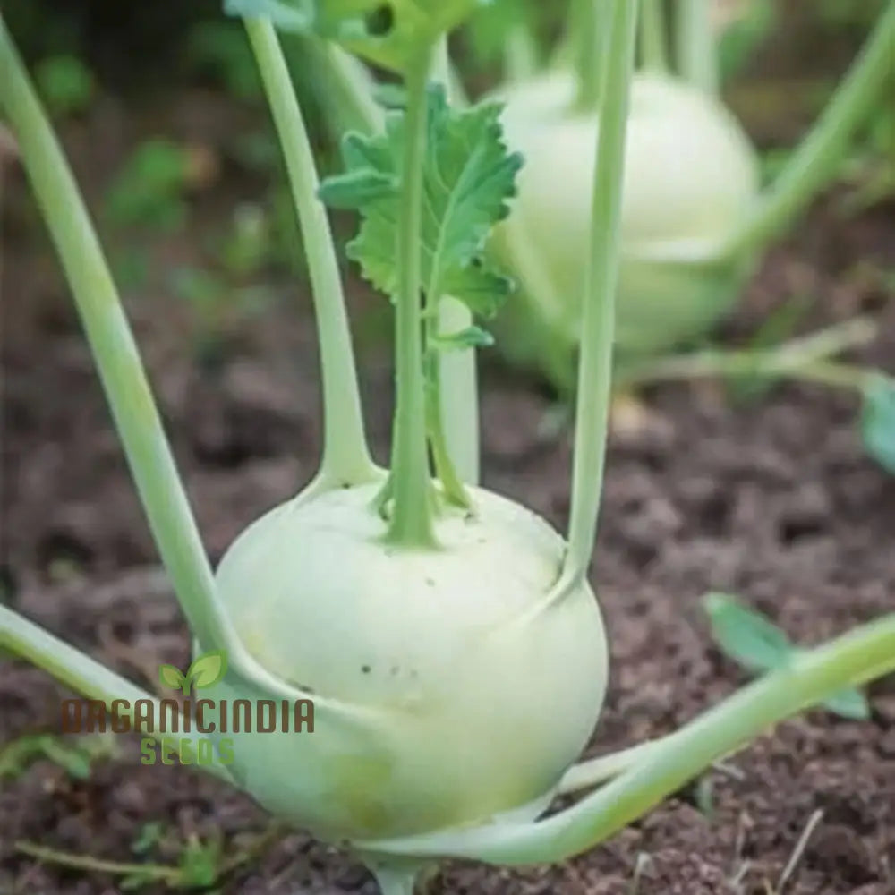 Knol Khol White Desi Vegetable Seeds - Cultivate Crisp And Nutritious Kohlrabi